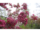 Malus Liset