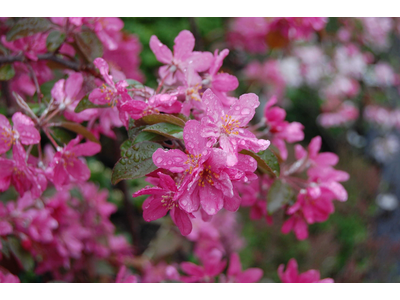Malus