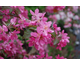 Malus Margriet Blomme