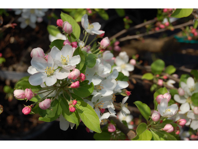Malus