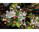 Malus New York