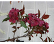 Malus x moerlandsii Profusion