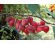 Malus Red Obelisk ®