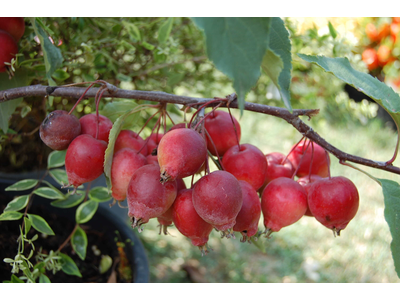 Malus