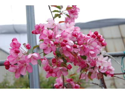 Malus