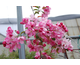 Malus Rudolph
