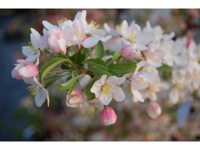 Malus