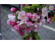 Malus Van Eseltine