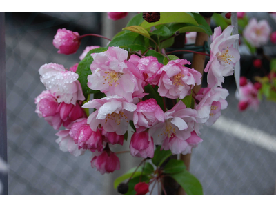 Malus
