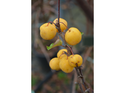 Malus x robusta