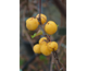 Malus x robusta Yellow Siberian