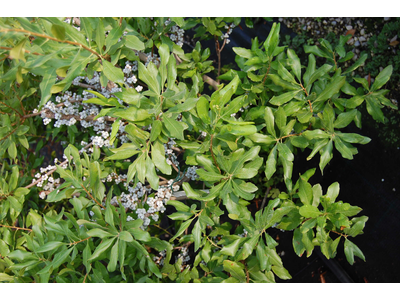 Myrica pensylvanica