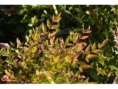 Nandina domestica