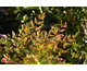 Nandina domestica Red Light