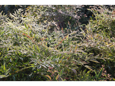 Nandina domestica