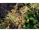 Nandina domestica Blush Pink