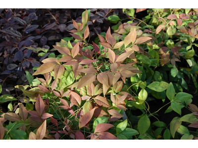 Nandina domestica