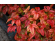 Nandina domestica Fire Power