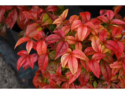 Nandina domestica