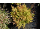 Nandina domestica Magical Sunrise