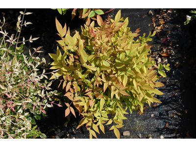 Nandina domestica