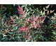Nandina domestica Obsession