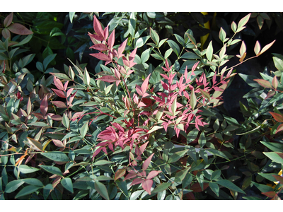 Nandina domestica