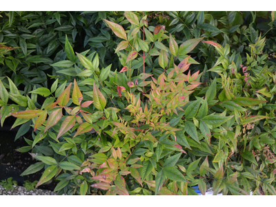 Nandina domestica