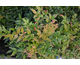 Nandina domestica Sunset Boulevard ®