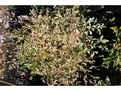 Nandina domestica