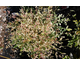 Nandina domestica Twilight Noble ®