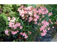 Nerium oleander