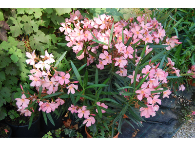 Nerium oleander