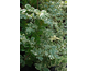 Orixa japonica Variegata