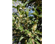 Osmanthus fragrans (Olea fragrans) 