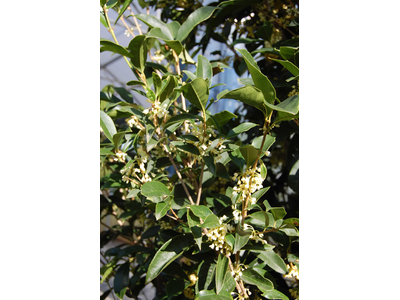 Osmanthus fragrans (Olea fragrans)