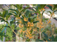 Osmanthus fragrans var. aurantiacus None