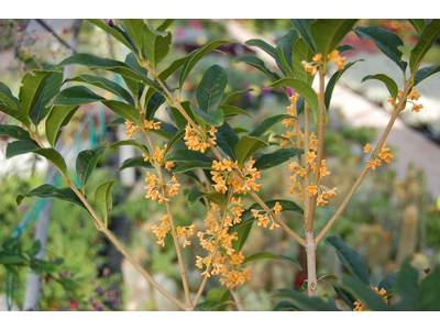 Osmanthus fragrans var. aurantiacus