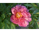 Paeonia ITOH