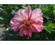 Paeonia ITOH Anderson's Kaleidoscope