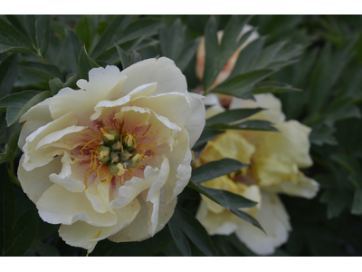 Paeonia ITOH