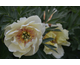 Paeonia ITOH Canary Brilliants