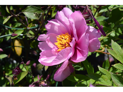 Paeonia ITOH