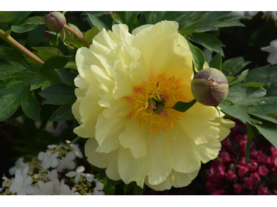 Paeonia ITOH