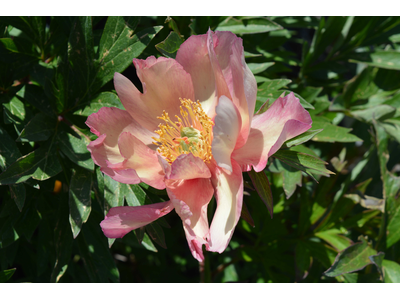 Paeonia ITOH