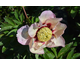 Paeonia ITOH