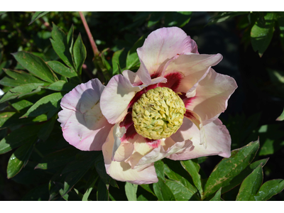 Paeonia ITOH