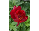 Paeonia ITOH