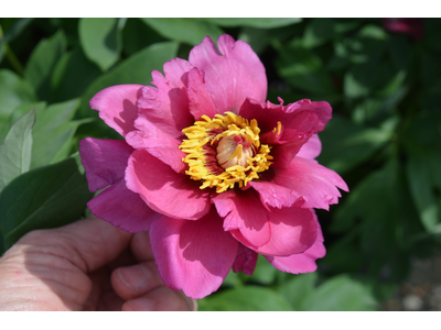 Paeonia ITOH