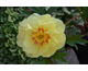 Paeonia ITOH